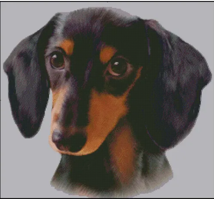(image for) Black and Tan Dachshund (No Background)